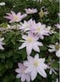 Clematis 'Etoile Nacre'  2L coming soon